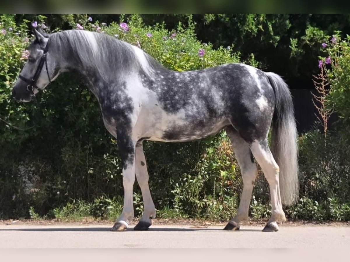 Altri pony/cavalli di piccola taglia Giumenta 5 Anni 136 cm Pezzato in Rechnitz