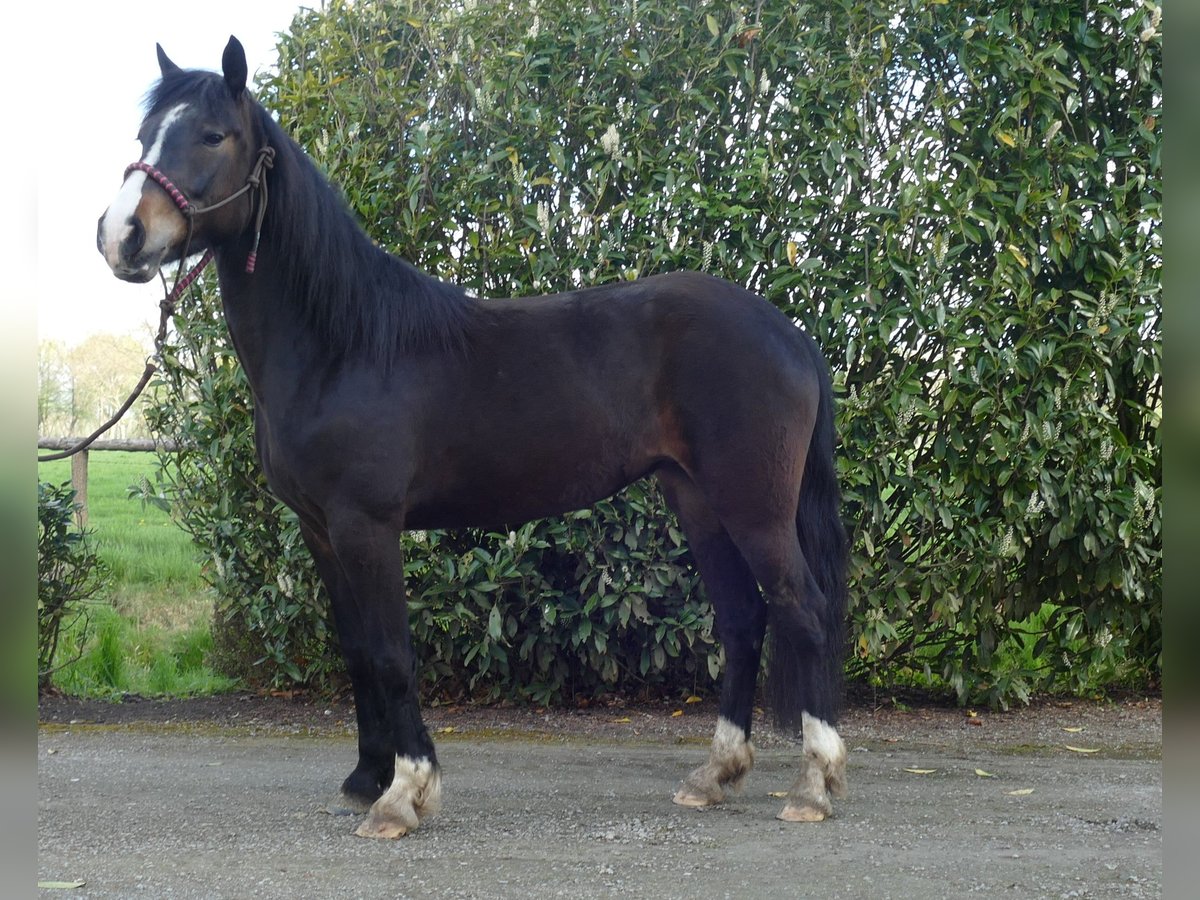 Altri pony/cavalli di piccola taglia Mix Giumenta 5 Anni 146 cm Baio in Lathen