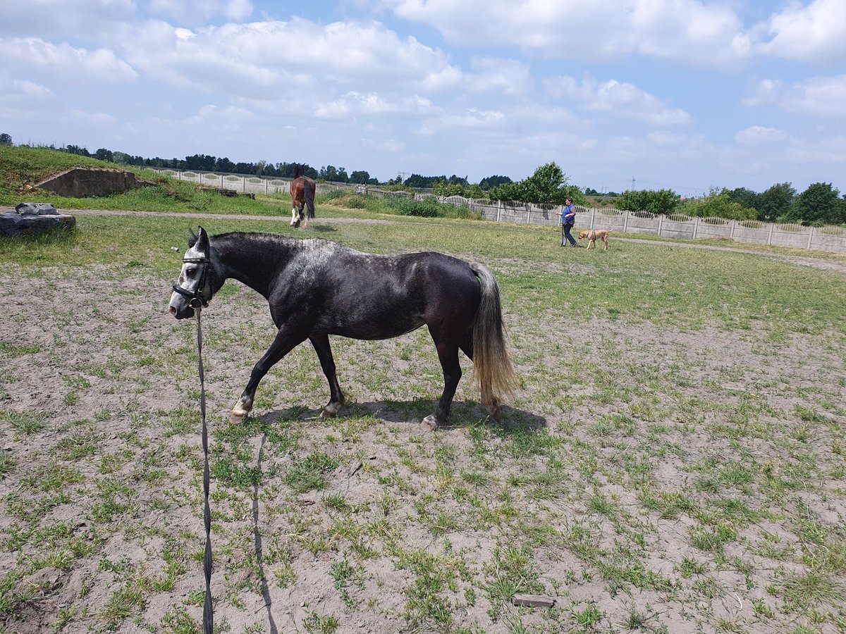Altri pony/cavalli di piccola taglia Giumenta 6 Anni 123 cm Grigio pezzato in Eilenburg