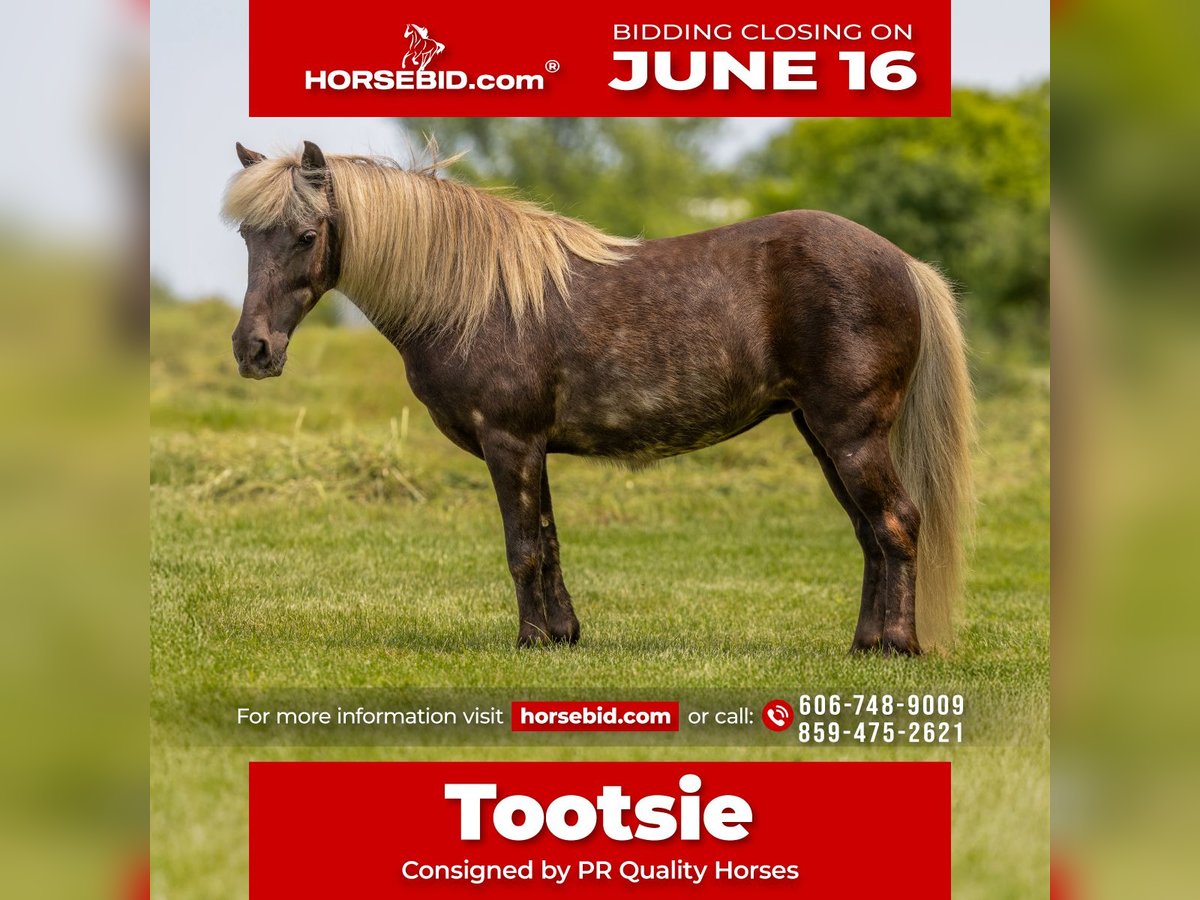 Altri pony/cavalli di piccola taglia Giumenta 7 Anni 107 cm in Ewing, KY