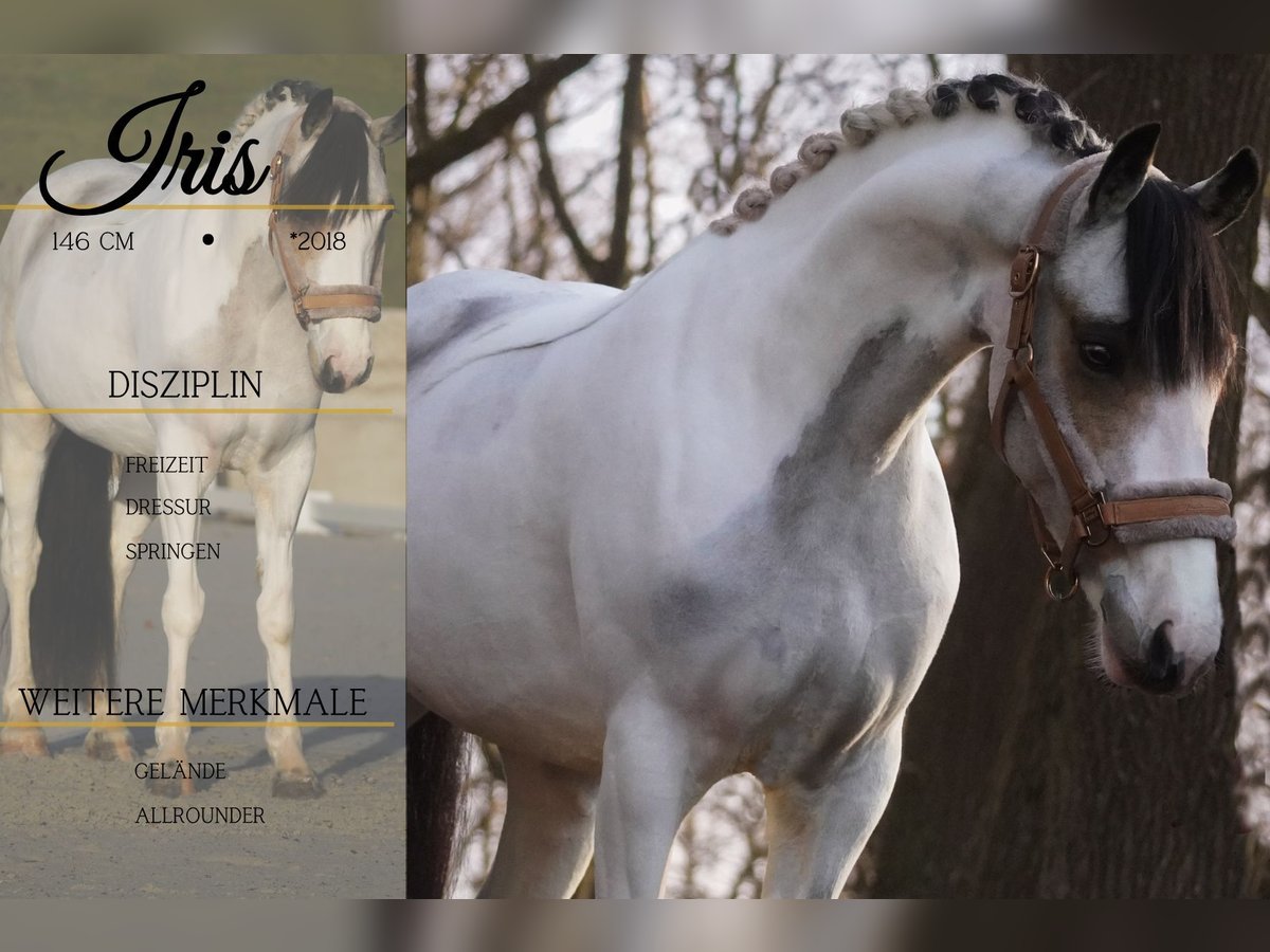 Altri pony/cavalli di piccola taglia Giumenta 7 Anni 146 cm Pezzato in Nettersheim