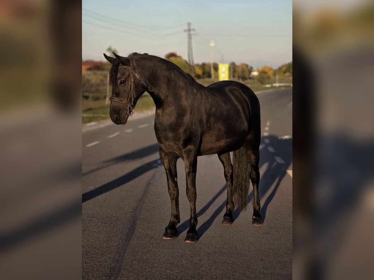 Altri pony/cavalli di piccola taglia Giumenta 7 Anni 150 cm Morello in B&#xE9;k&#xE9;scsaba