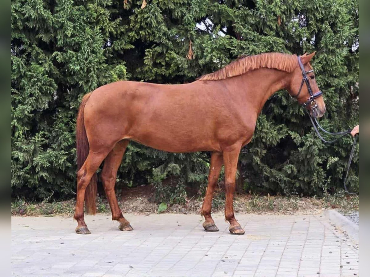 Altri pony/cavalli di piccola taglia Giumenta 7 Anni 153 cm Sauro in Békéscsaba Altri pony/cavalli di piccola taglia Giumenta 7 Anni 153 cm Sauro in Békéscsaba