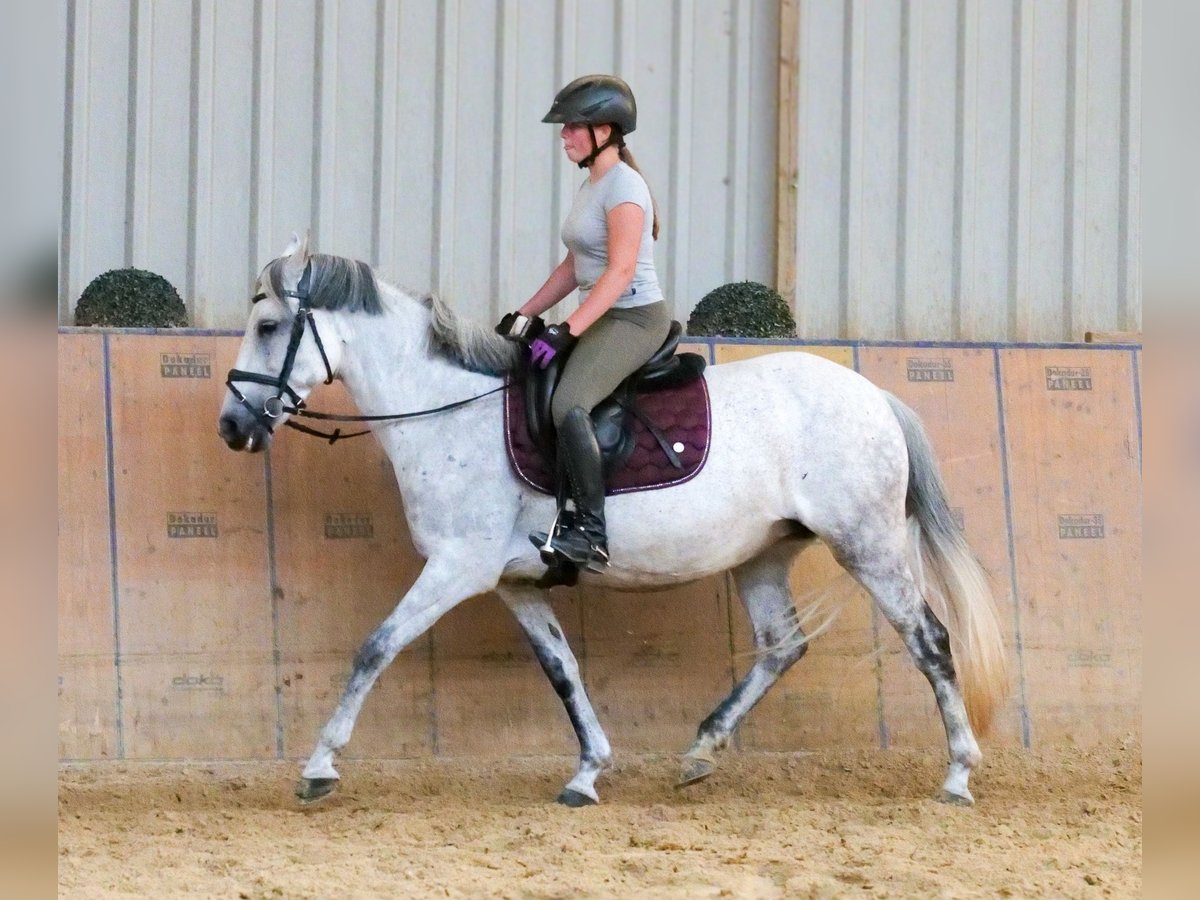 Altri pony/cavalli di piccola taglia Giumenta 8 Anni 143 cm Grigio in Neustadt (Wied)