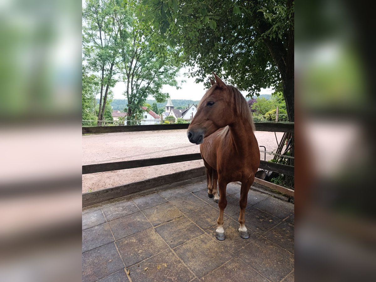 Altri pony/cavalli di piccola taglia Giumenta 8 Anni 143 cm Sauro in Schorndorf