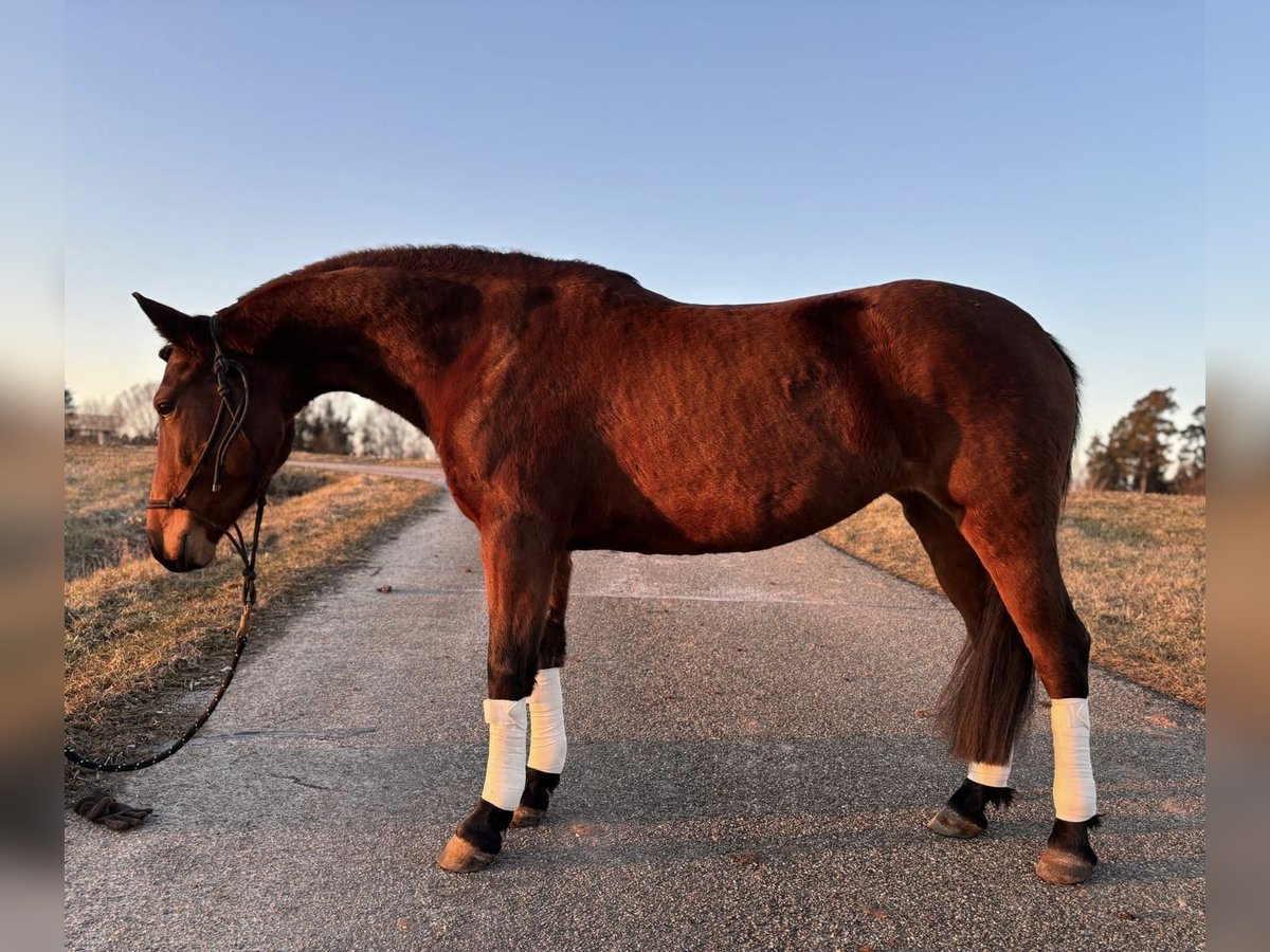 Altri pony/cavalli di piccola taglia Giumenta 8 Anni 145 cm Baio in Neuhof an der Zenn