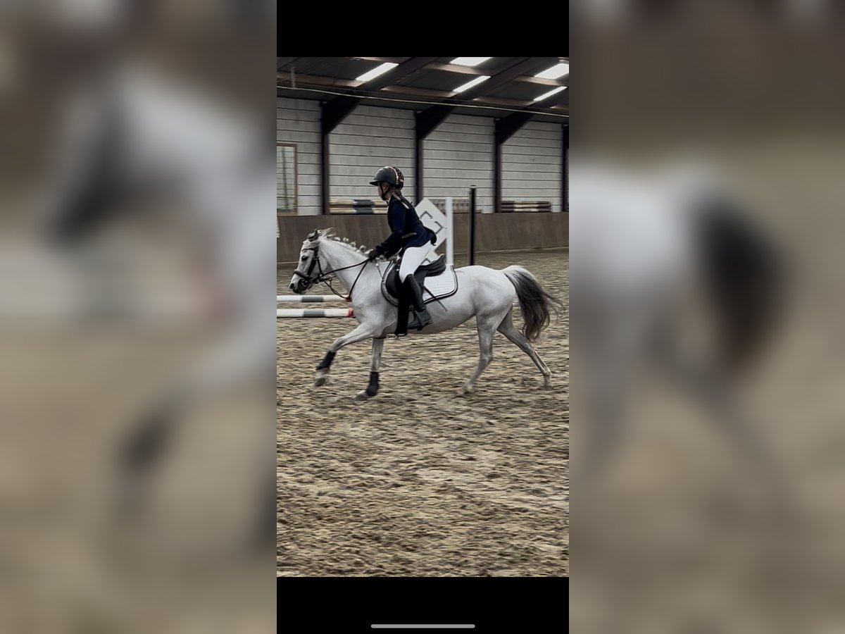 Altri pony/cavalli di piccola taglia Giumenta 9 Anni 122 cm Leardo in Son en Breugel