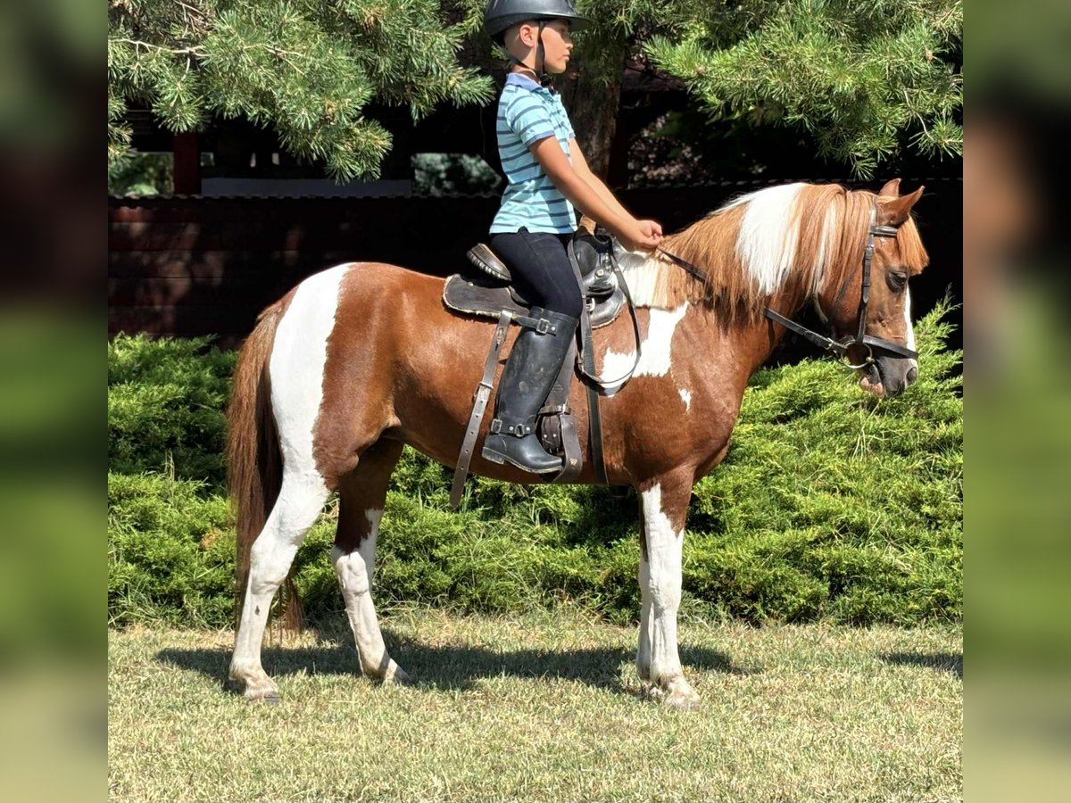 Altri pony/cavalli di piccola taglia Giumenta 9 Anni 133 cm Pezzato in B&#xE9;k&#xE9;s