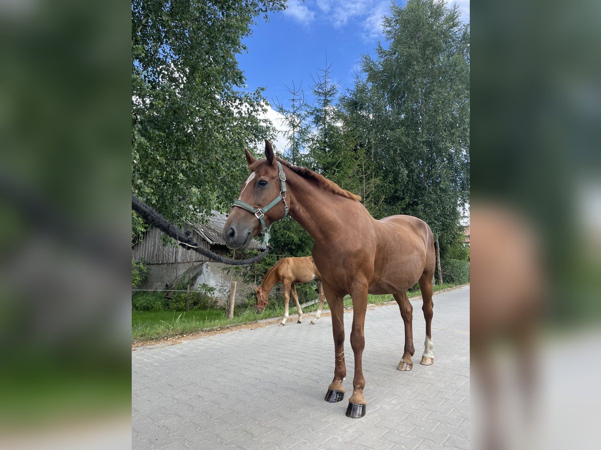Altri pony/cavalli di piccola taglia Mix Giumenta 9 Anni 155 cm Sauro in Jeziorany