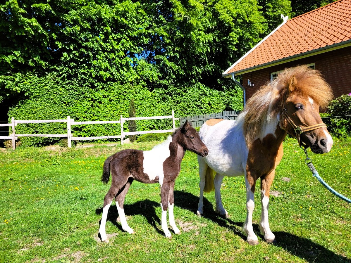 Altri pony/cavalli di piccola taglia Giumenta  115 cm Pezzato in Eggermühlen OT Bockraden