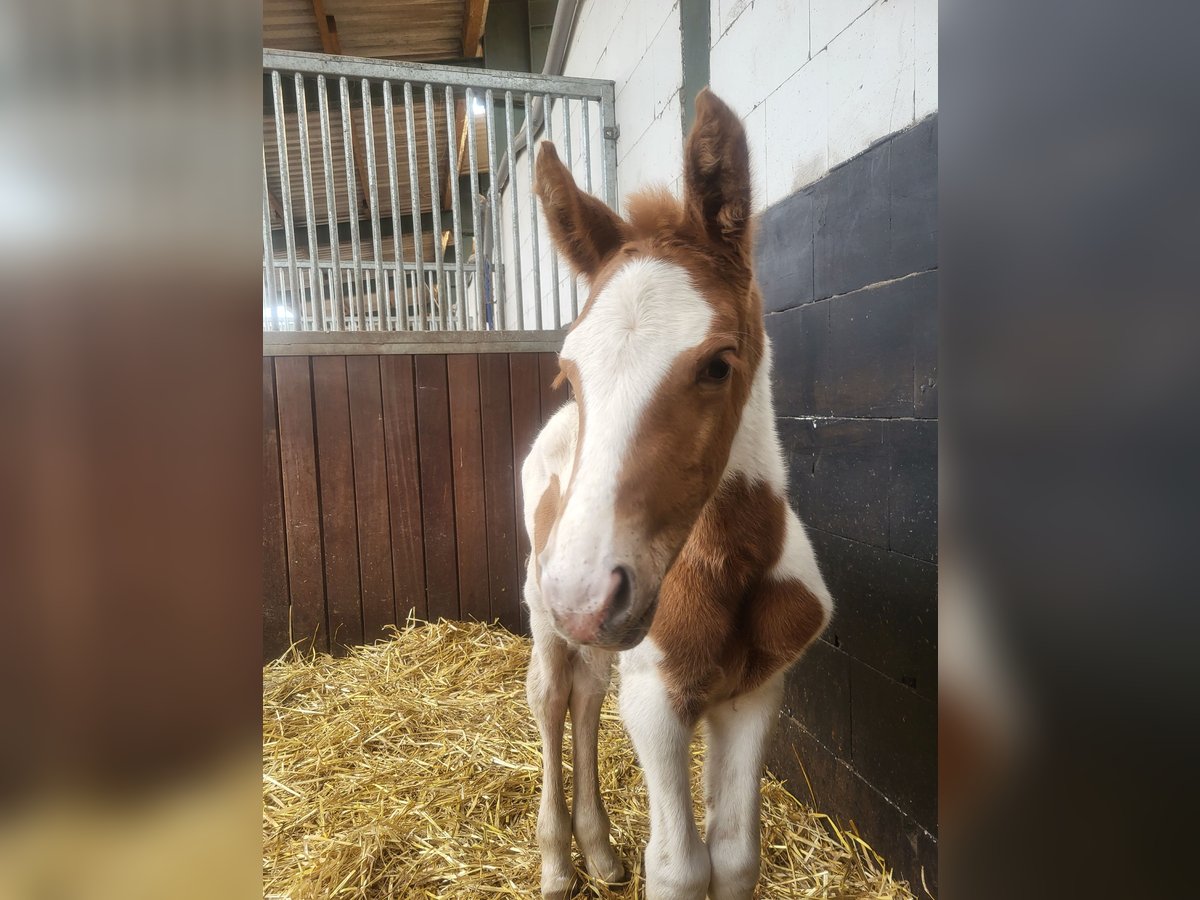 Altri pony/cavalli di piccola taglia Mix Giumenta  145 cm Pezzato in Leer (Ostfriesland)