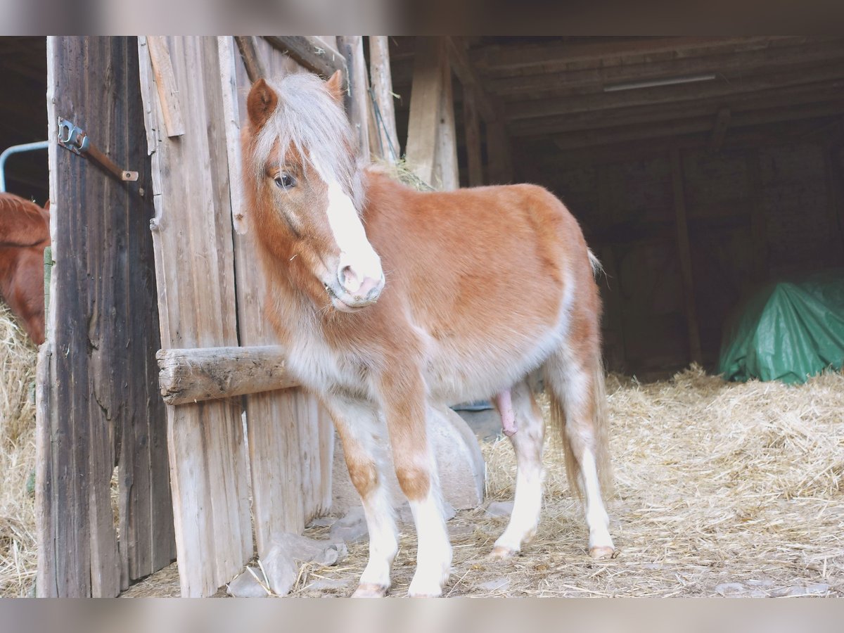 Altri pony/cavalli di piccola taglia Mix Stallone 2 Anni 110 cm Sauro in Techentin