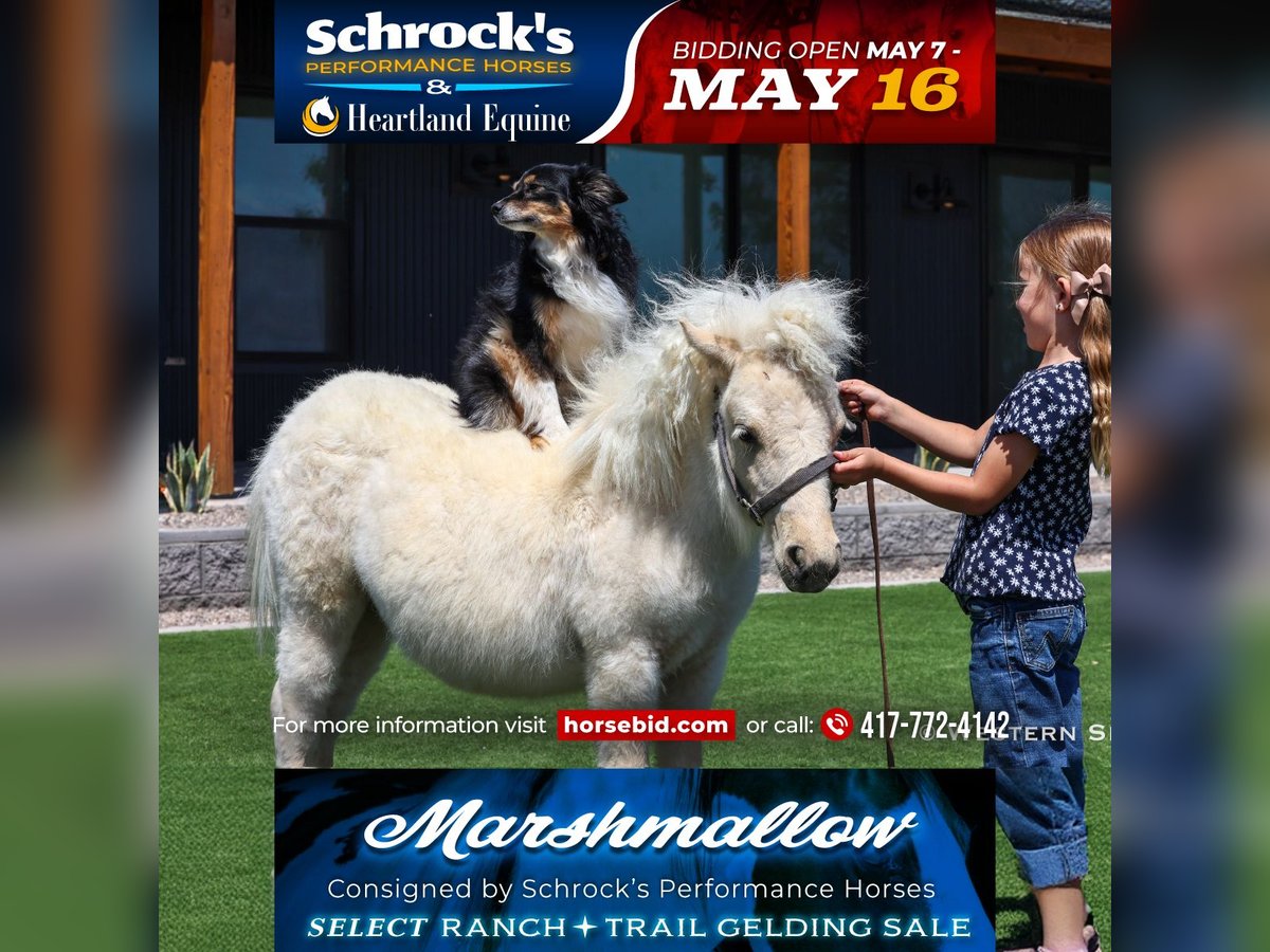 Altri pony/cavalli di piccola taglia Stallone 2 Anni 84 cm Palomino in Buckeye, AZ