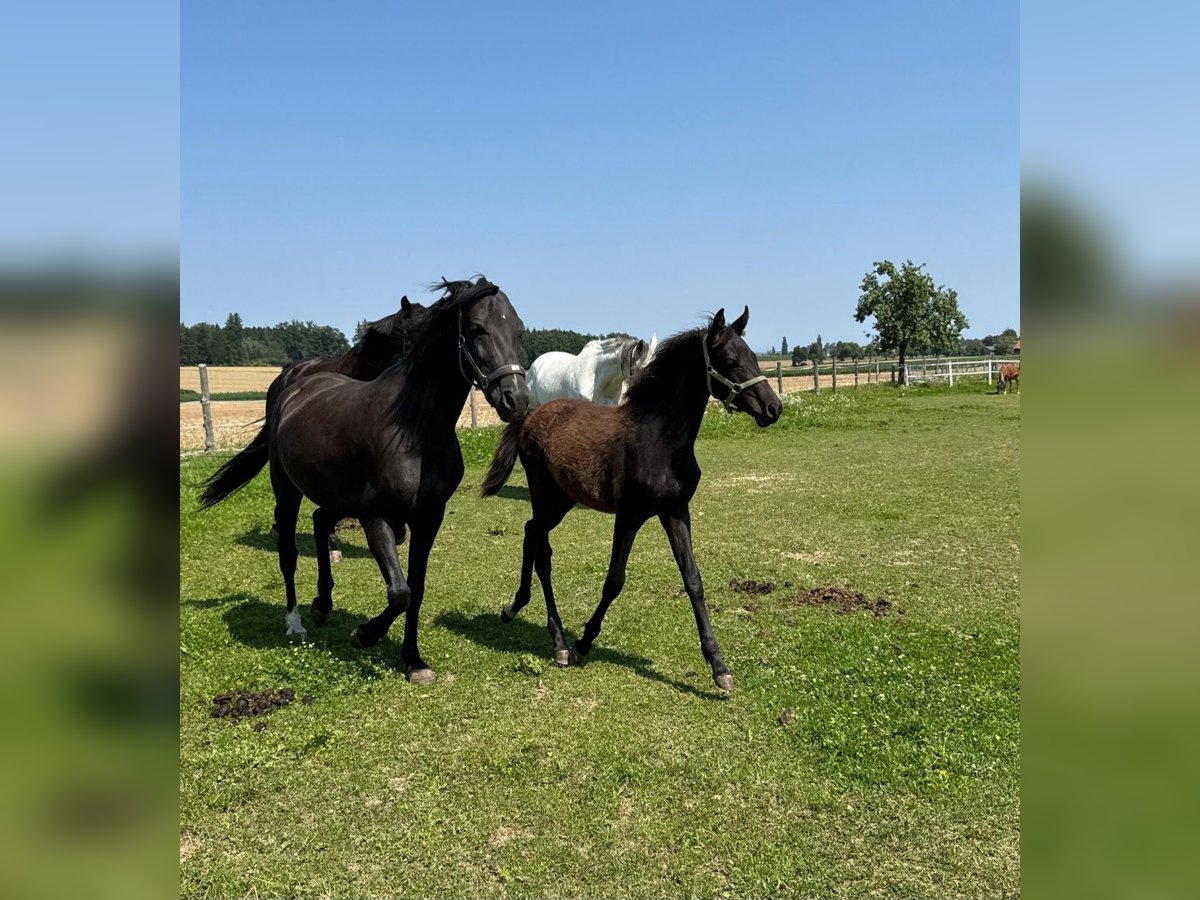 Altri pony/cavalli di piccola taglia Stallone Puledri (03/2025) 147 cm Morello in Sipbachzell