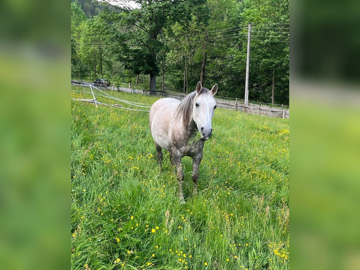 Altri purosangue Castrone 11 Anni 155 cm Grigio in Großolbersdorf