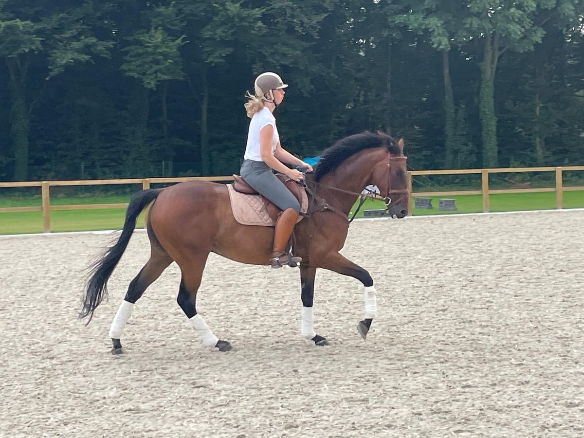 Altri purosangue Castrone 11 Anni 165 cm Baio in Anzegem