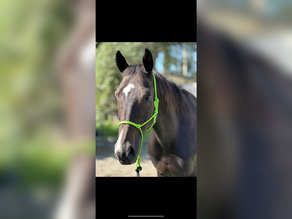 Altri purosangue Castrone 13 Anni 160 cm Baio scuro in Ballrechten-Dottingen