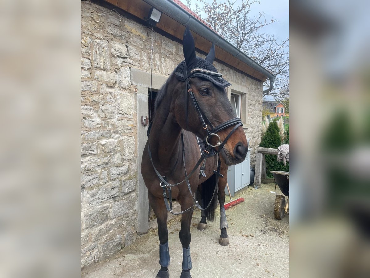 Altri purosangue Castrone 13 Anni 169 cm Baio in Willanzheim