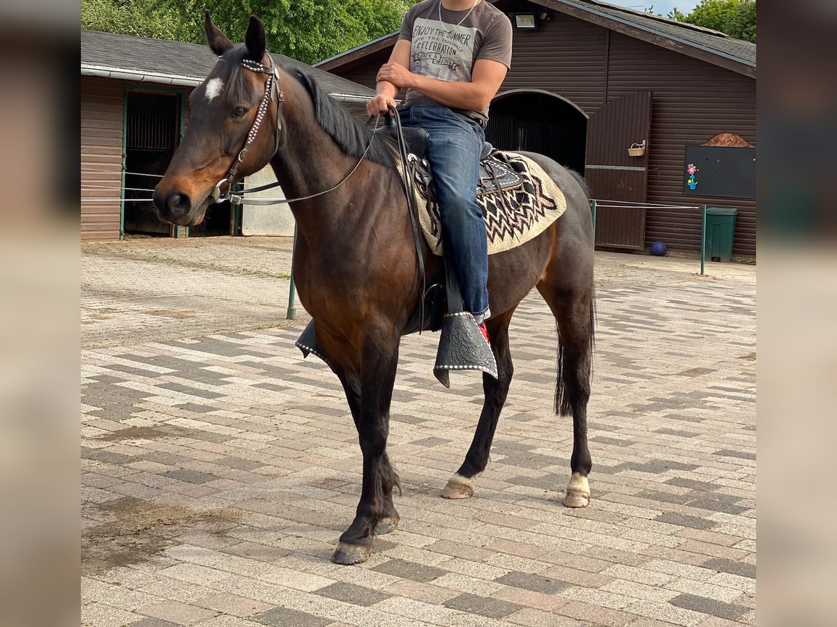 Altri purosangue Castrone 15 Anni 158 cm Baio scuro in Bekond