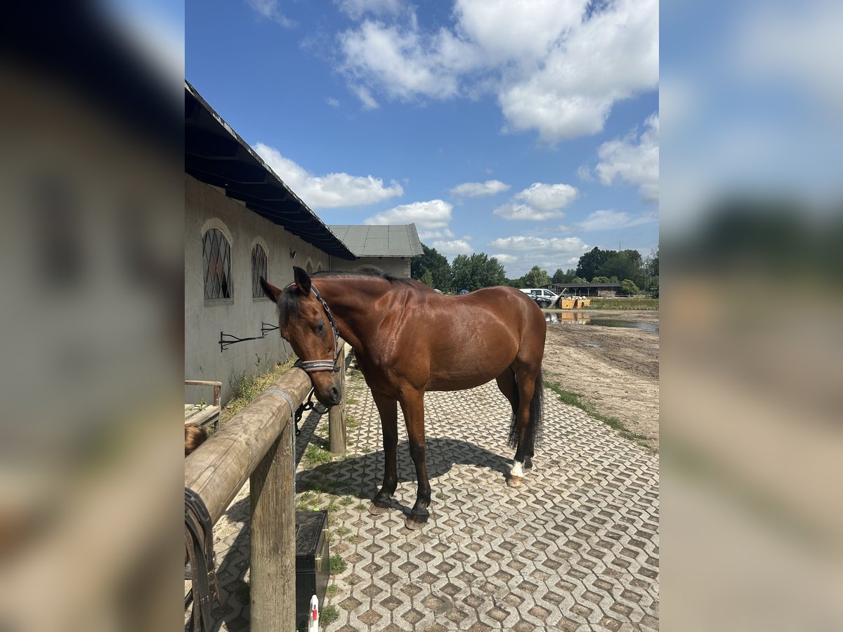 Altri purosangue Castrone 20 Anni 169 cm Baio in Altlandsberg