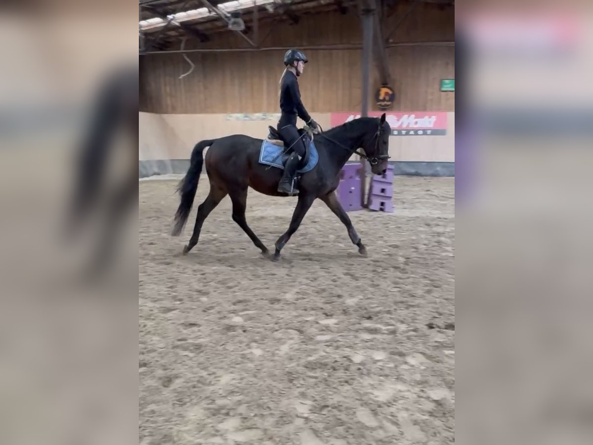 Altri purosangue Castrone 3 Anni 160 cm Baio in Wegeleben