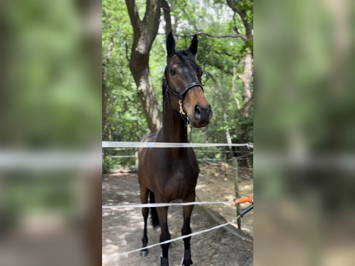 Altri purosangue Castrone 3 Anni 162 cm Baio scuro in Wassenaar