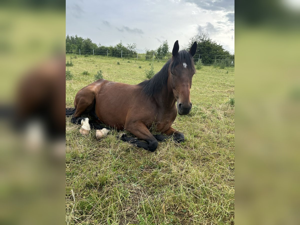 Altri purosangue Mix Castrone 4 Anni 162 cm Baio in Kirchheim