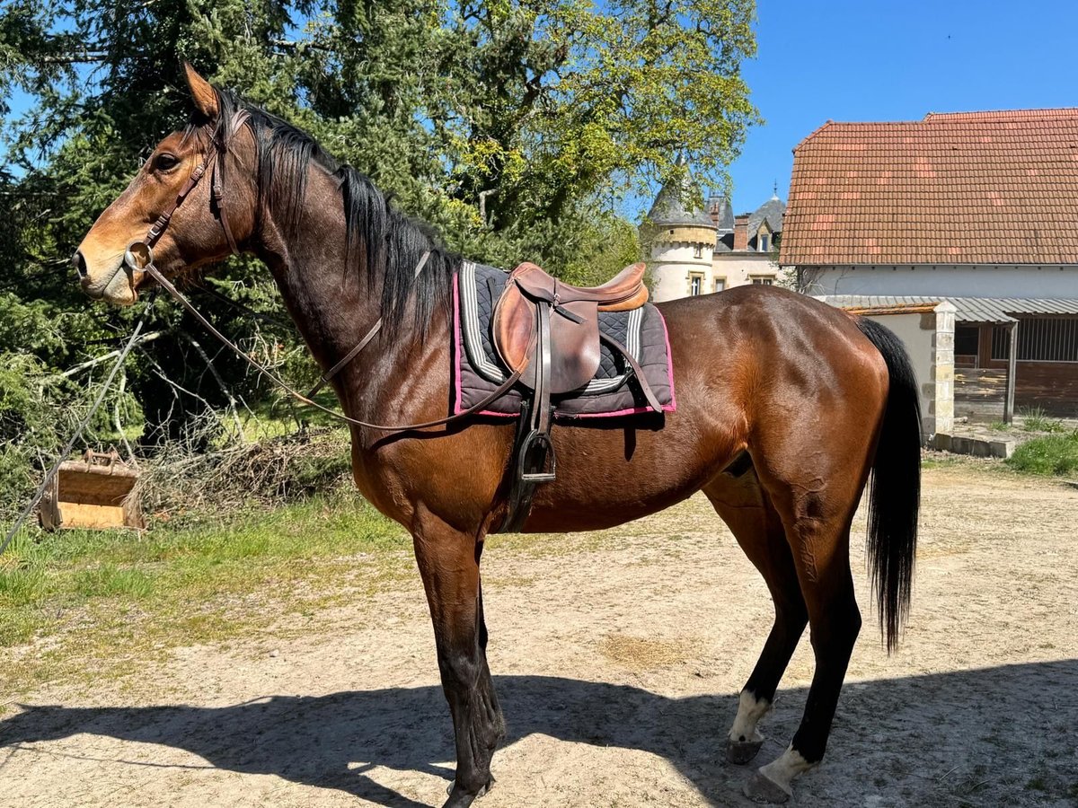 Altri purosangue Castrone 6 Anni 175 cm Baio in Loriges
