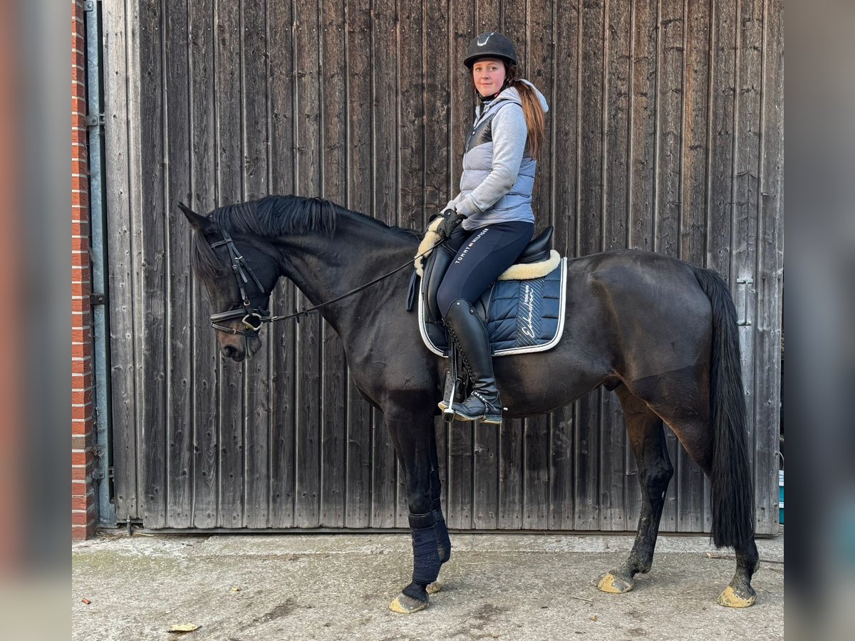 Altri purosangue Castrone 7 Anni 165 cm Baio scuro in Lüdinghausen