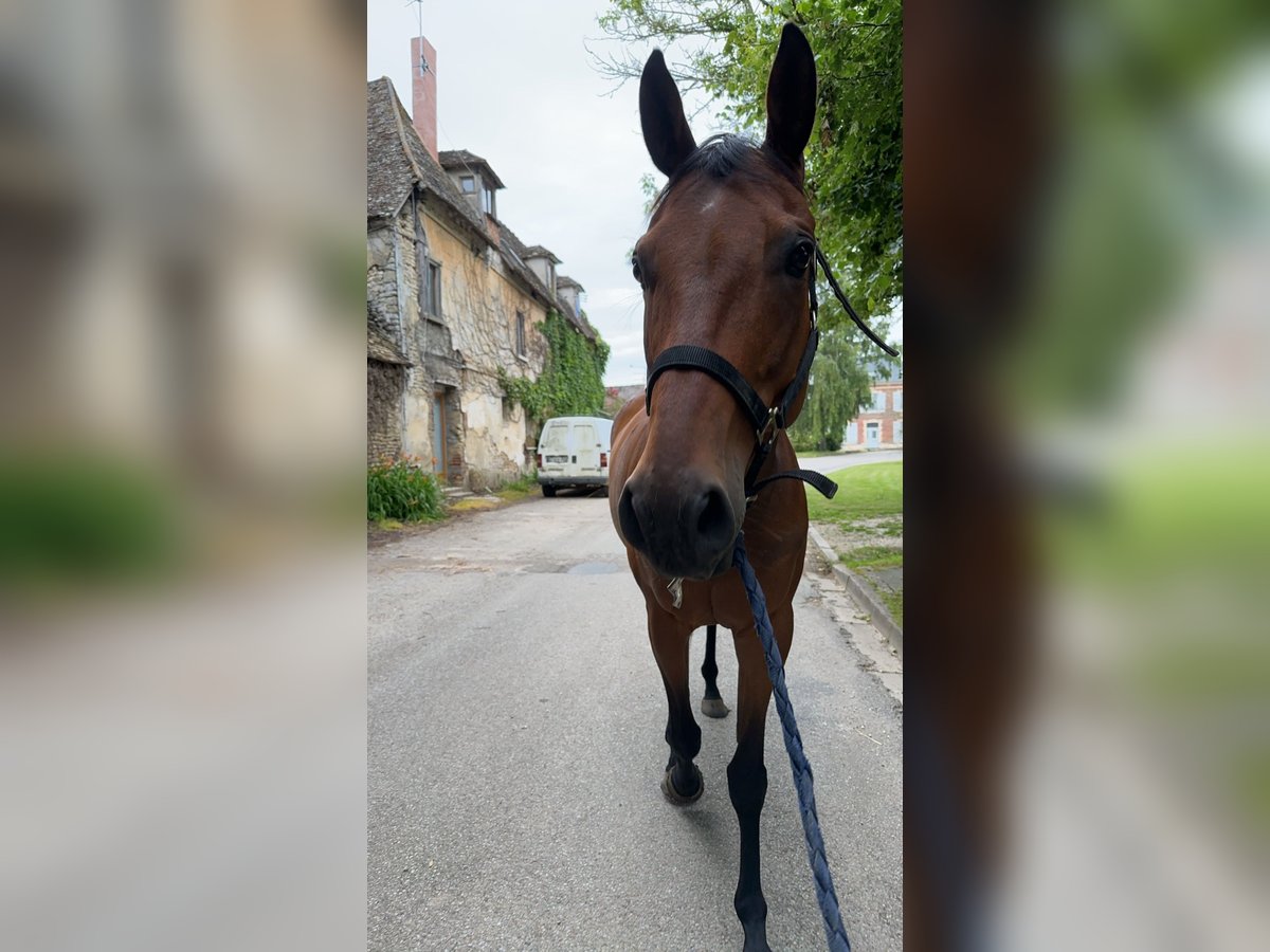 Altri purosangue Castrone 8 Anni 160 cm Baio in Mouflaines