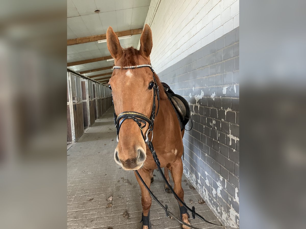 Altri purosangue Castrone 9 Anni 164 cm Sauro in Kaarst