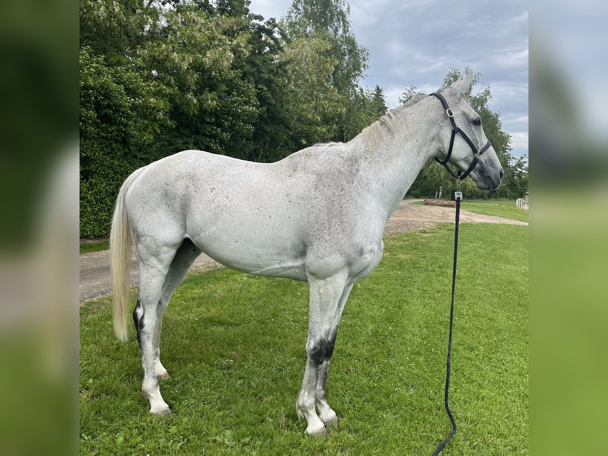Altri purosangue Castrone 9 Anni 174 cm Grigio in Dielsdorf