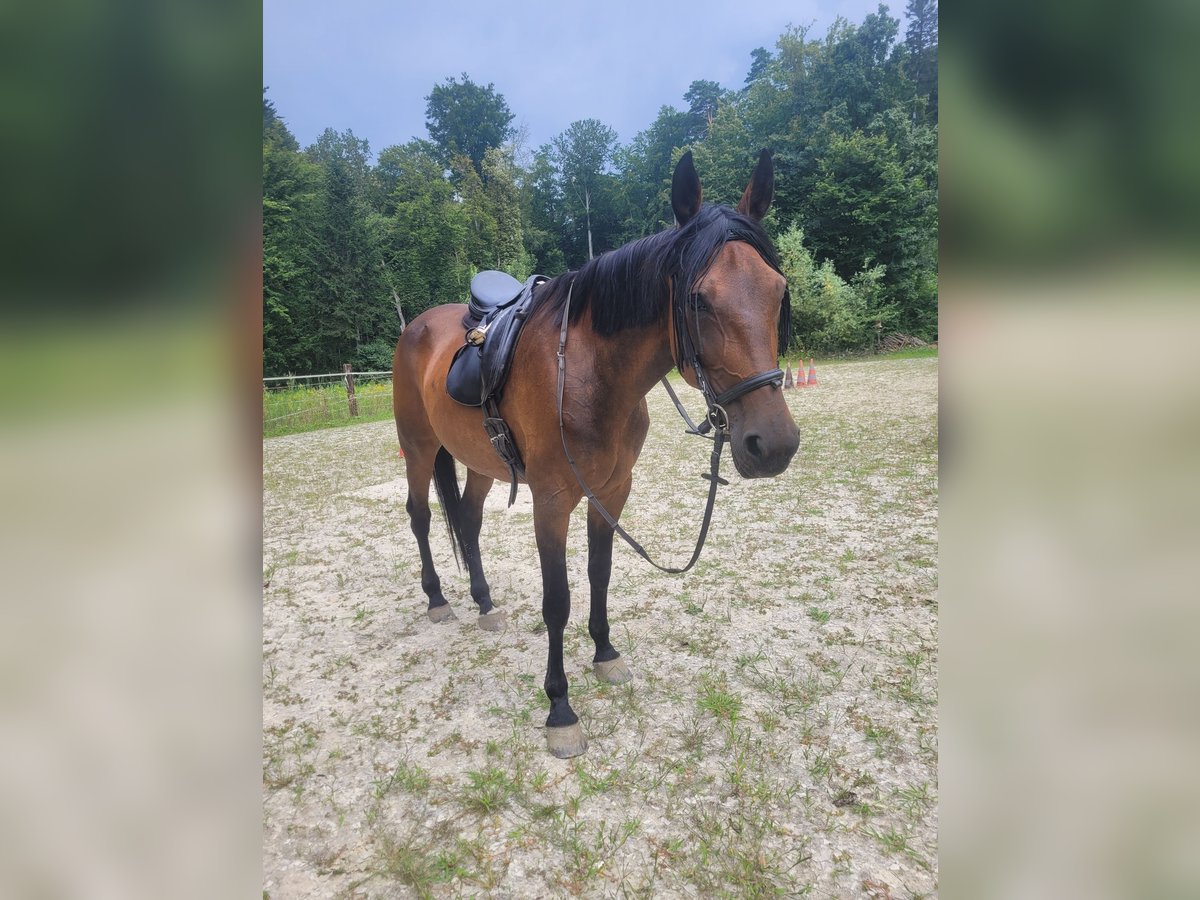 Altri purosangue Giumenta 10 Anni 165 cm Baio in Takern II