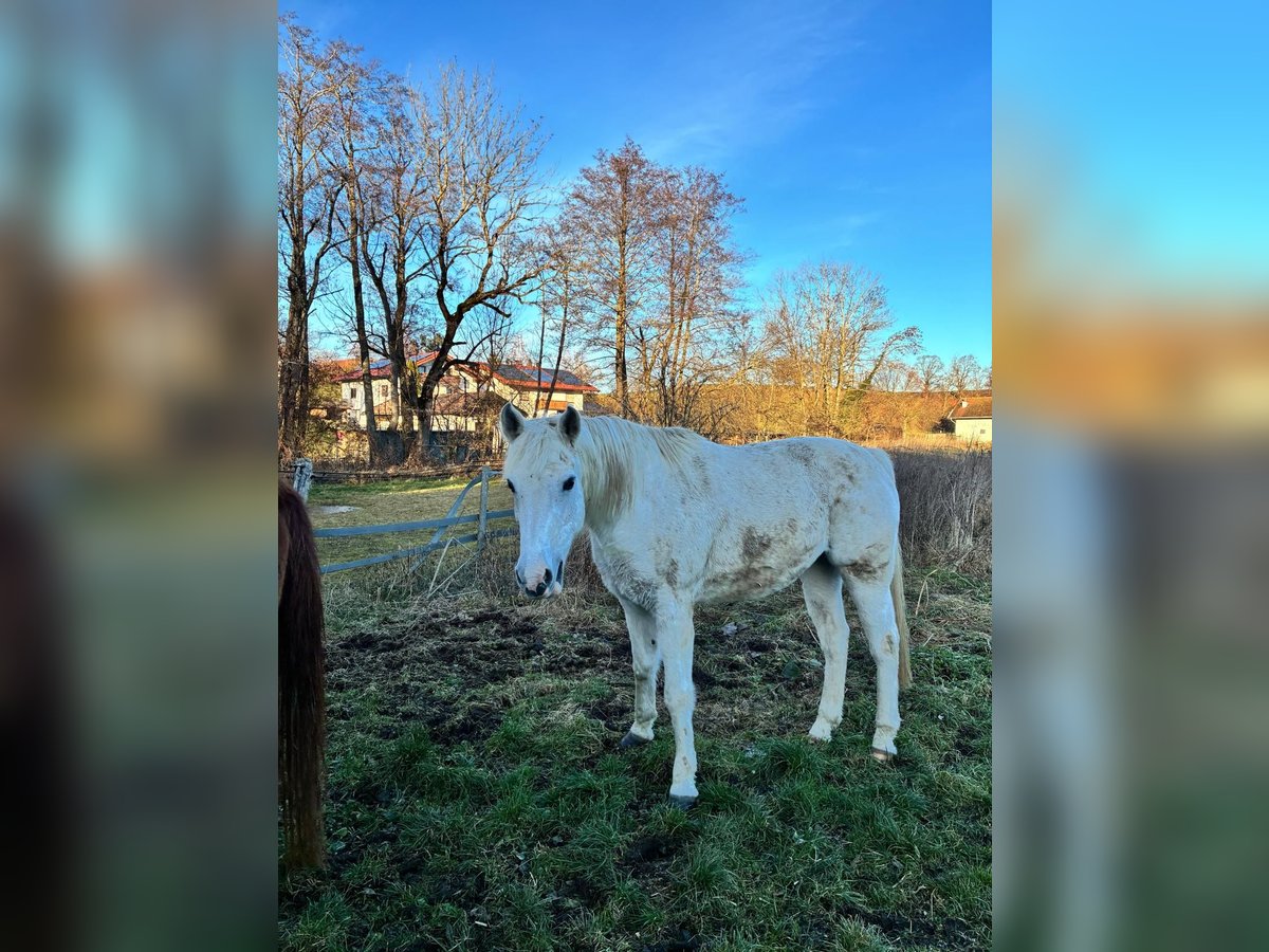 Altri purosangue Giumenta 13 Anni Grigio in Chieming