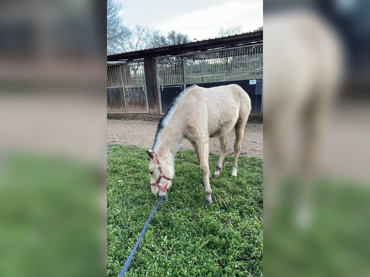 Altri purosangue Giumenta 1 Anno 160 cm Falbo in Suria