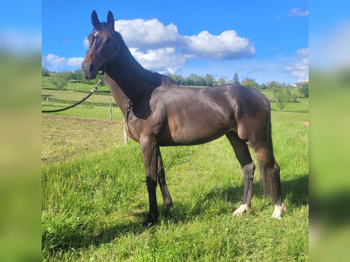 Altri purosangue Giumenta 5 Anni 163 cm Baio scuro in Trivy