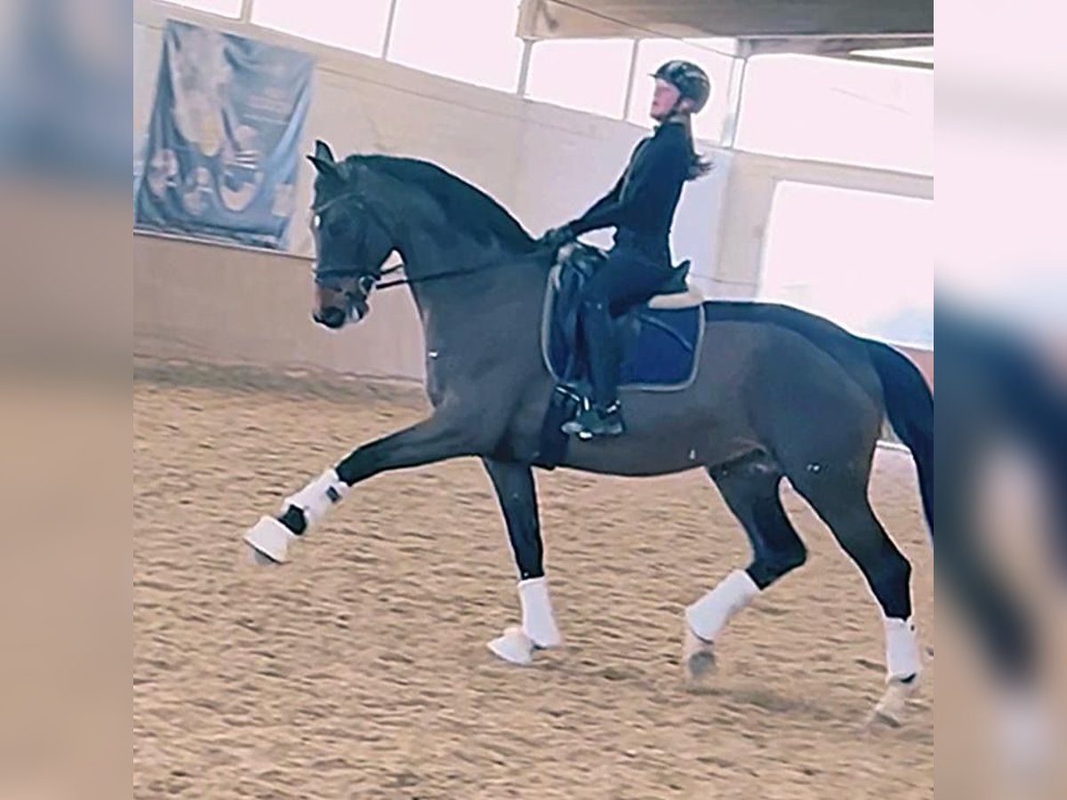 Ambitionierte Reiterin sucht Pferd/ Pony 