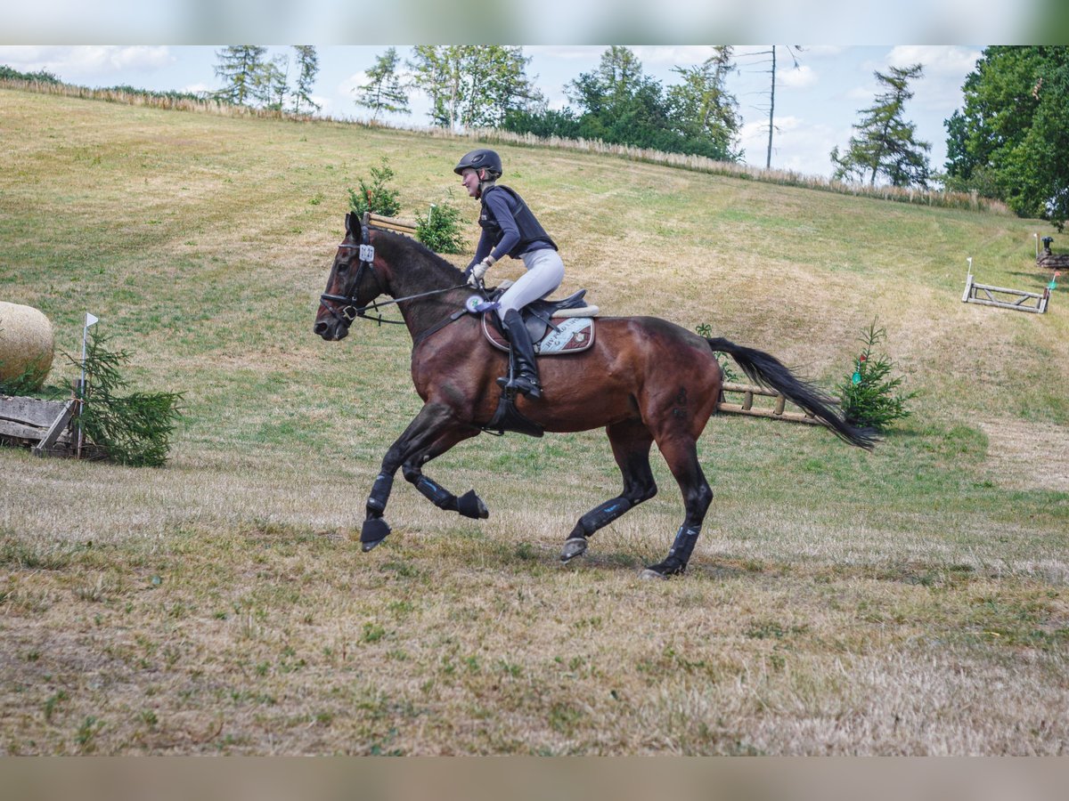 Pferde Reiten Reitbeteiligung In Leinfelden-Echterdingen – KKAGJ