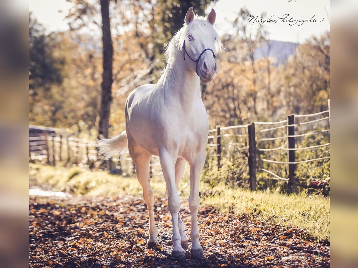 American Albino Horse Hengst 2 Jaar 156 cm Cremello in Soulce Cernay