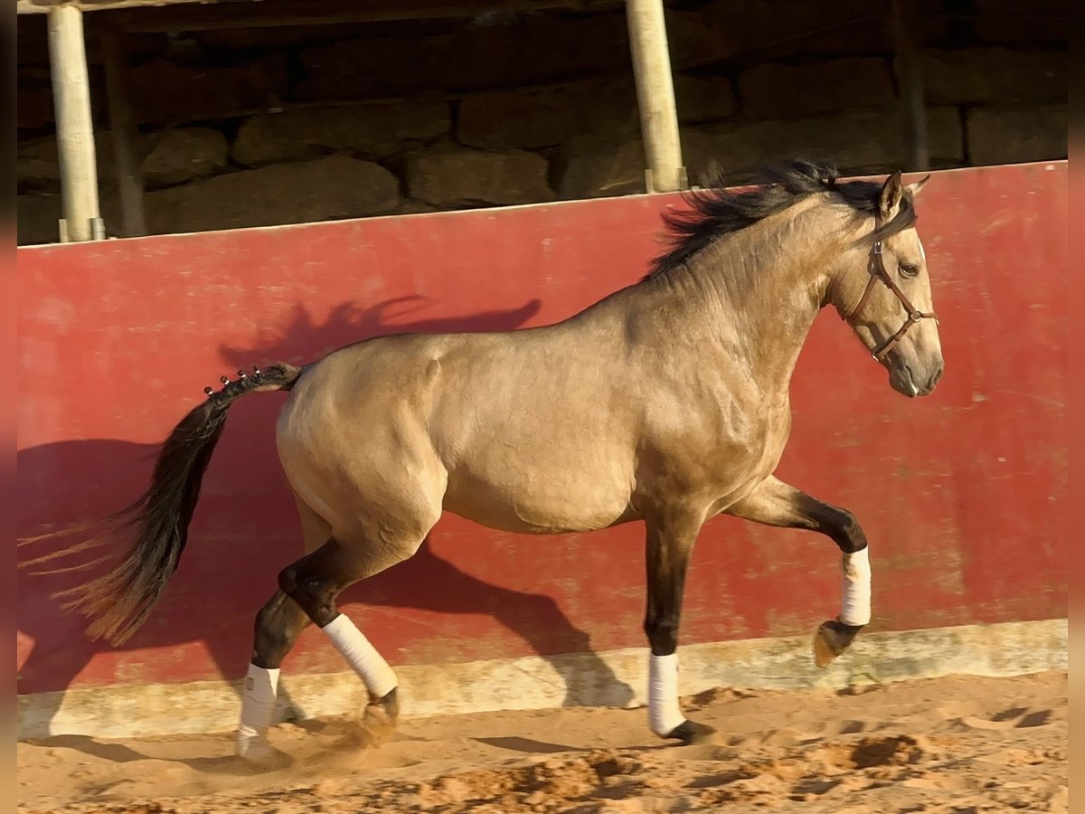 American Albino Horse Mix Hengst 4 Jaar 162 cm Falbe in Santo Isidoro