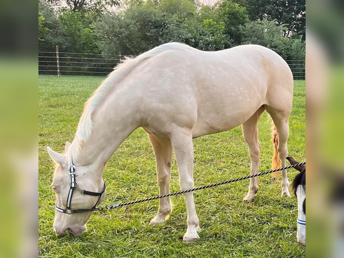 American Albino Horse Merrie 10 Jaar 152 cm Cremello in Mount Vernon, OH