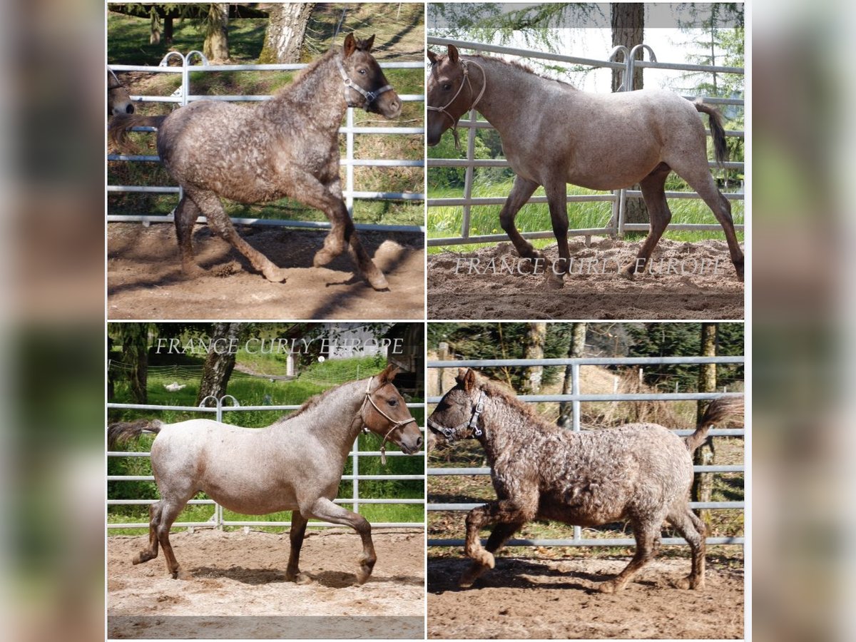 American Albino Horse Merrie 3 Jaar 130 cm Roan-Red in Beloitbourg bruche