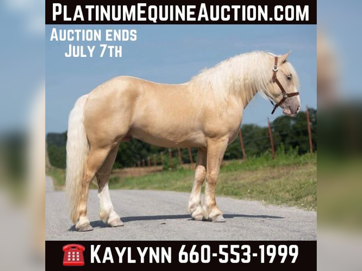 American Albino Horse Ruin 6 Jaar in Ocala FL