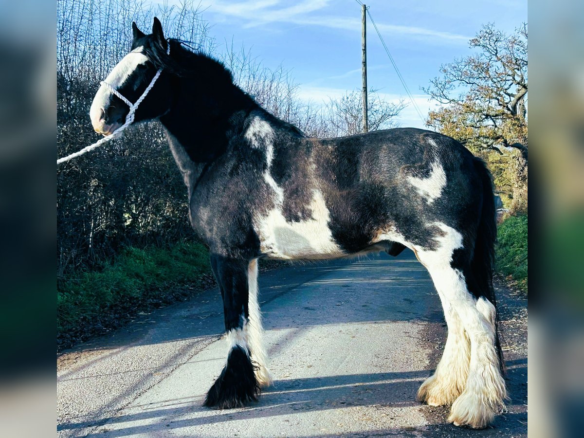 American Drum Horse Castrone 5 Anni in whitegate