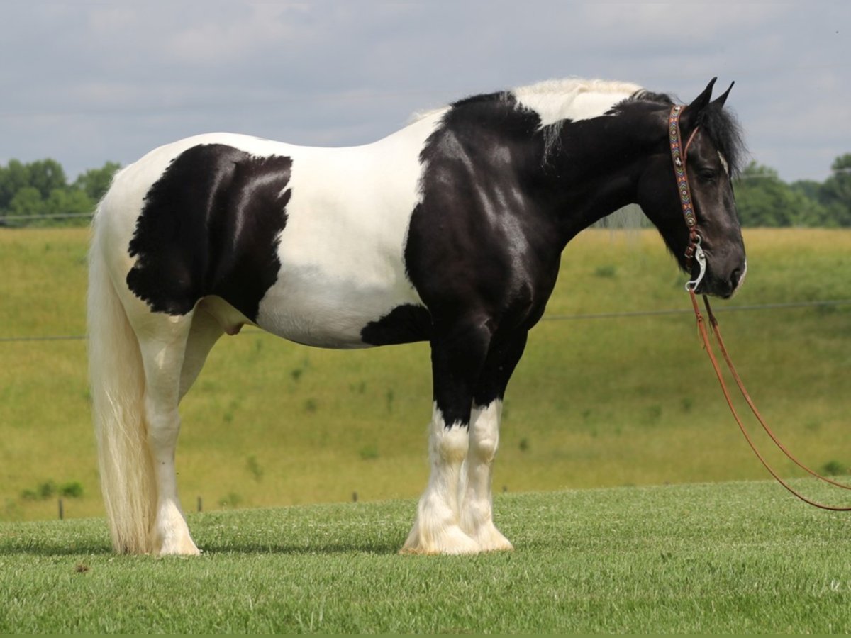 American Drum Horse Castrone 7 Anni 163 cm Tobiano-tutti i colori in Whitley city KY