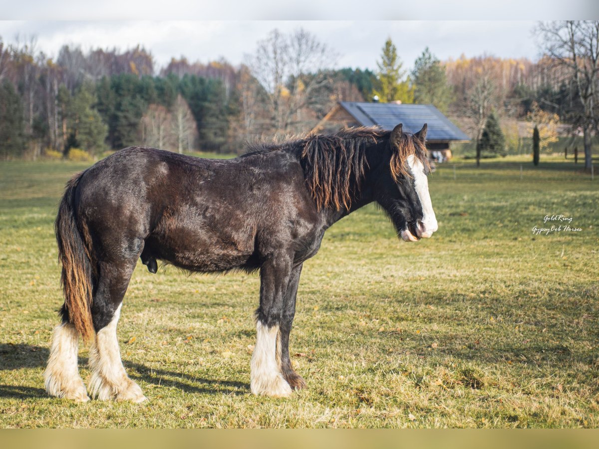 American Drum Horse Stallone 1 Anno 170 cm Morello in Cēsis