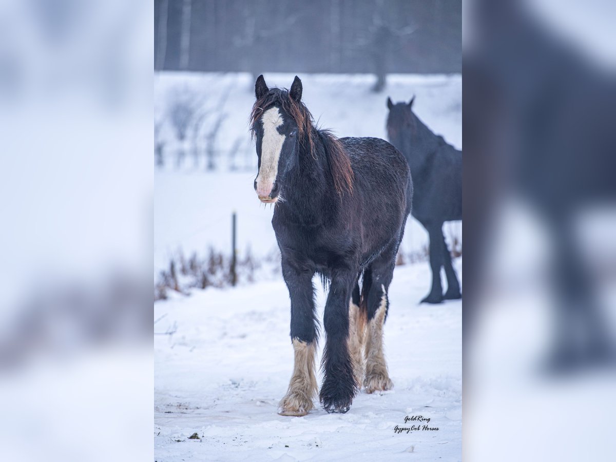 American Drum Horse Stallone 2 Anni Morello in Cēsis