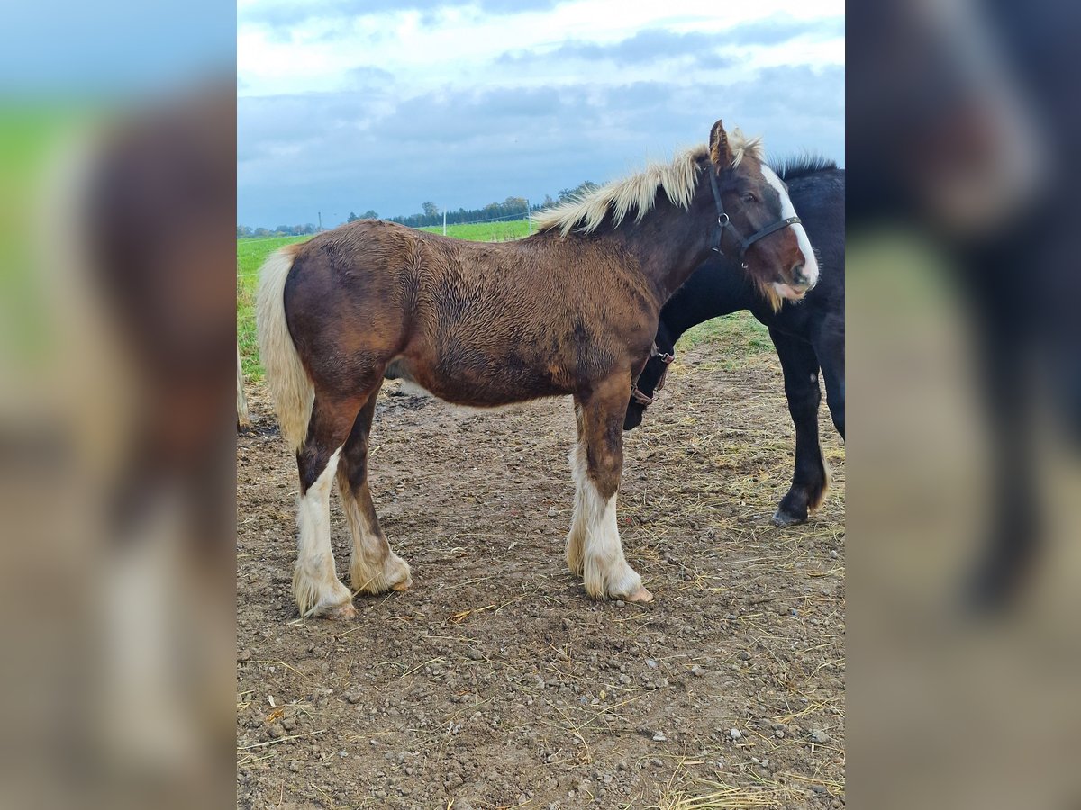 American Drum Horse Stallone Puledri (05/2025) 160 cm Baio ciliegia in Ringsted