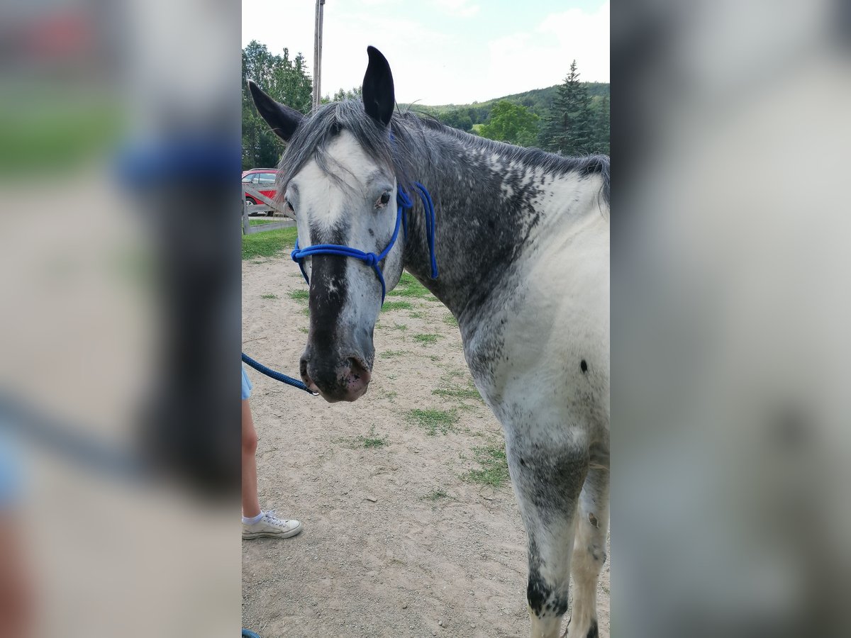 American Indian Horse Castrone 7 Anni 159 cm in Glashütten