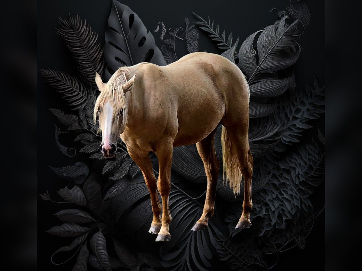 American Indian Horse Gelding 2 years 14,3 hh Dunalino in Monschau